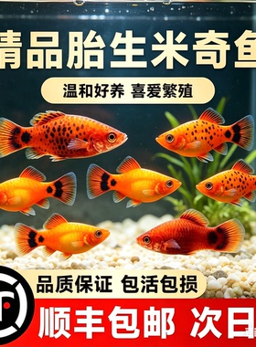 精品胎生米奇鱼活体观赏鱼红橙色热带鱼淡水草缸包活包邮