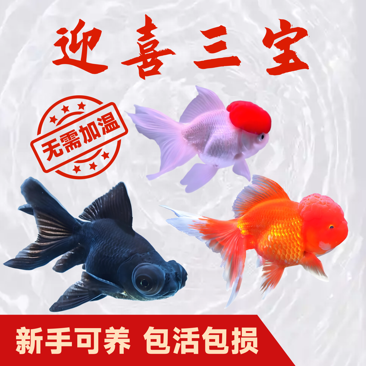 鸿运当头金鱼狮子头活体打氧鱼