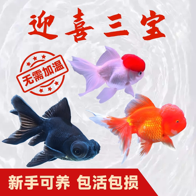 鸿运当头金鱼狮子头活体打氧鱼