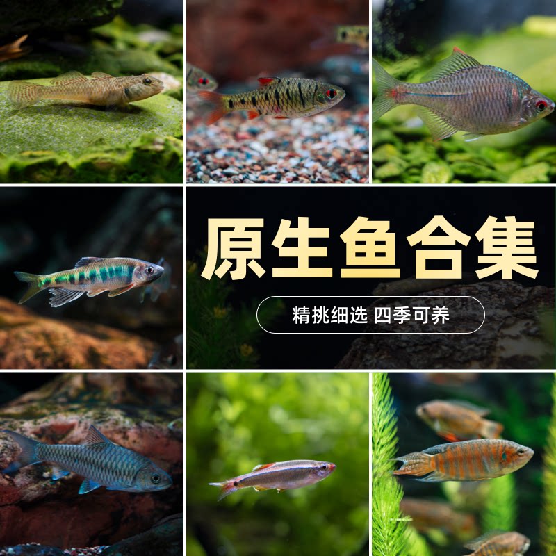 原生鱼合集好养耐活观赏鱼小鲃鳑鲏冷水淡水鱼灯科鱼