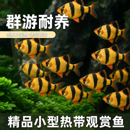 虎皮鱼热带观赏鱼小型活体鱼