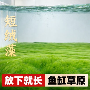 精品绒藻兰寿金鱼虾缸造景短绒藻石藻种绿藻种天然水培水草绿地毯