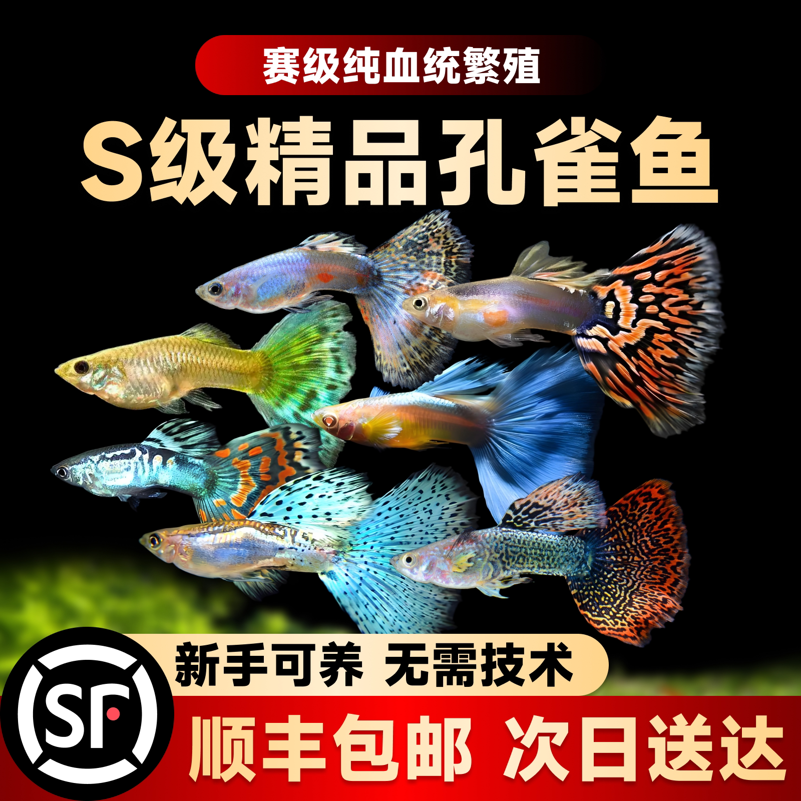 孔雀鱼热带鱼苗观赏鱼小鱼耐活好养金鱼淡水斑马鱼缸小型凤尾活体