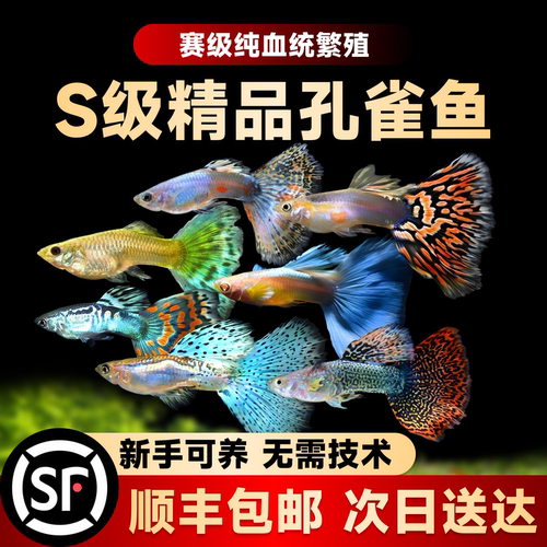 孔雀鱼热带鱼苗观赏鱼小鱼