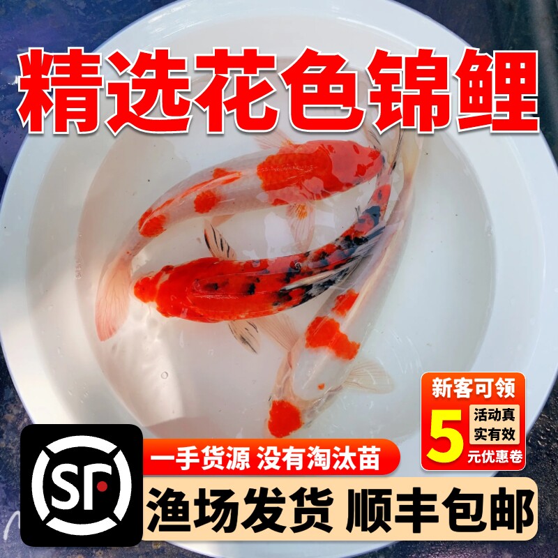 纯种正宗锦鲤鱼苗观赏鱼红白大正昭和锦鲤小锦鲤鱼苗混搭现货包活