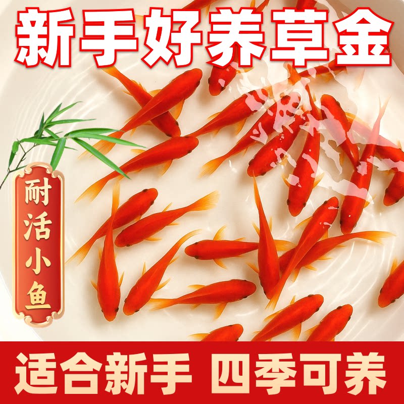 草金鱼喜庆红鱼顺丰淡水好养易活冷水鱼苗观赏鱼活鱼金鱼耐活锦鲤