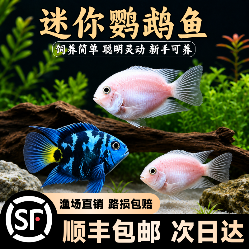 迷你鹦鹉鱼观赏鱼纯元宝种群繁殖强可混养顺丰包邮活体鱼新手可养