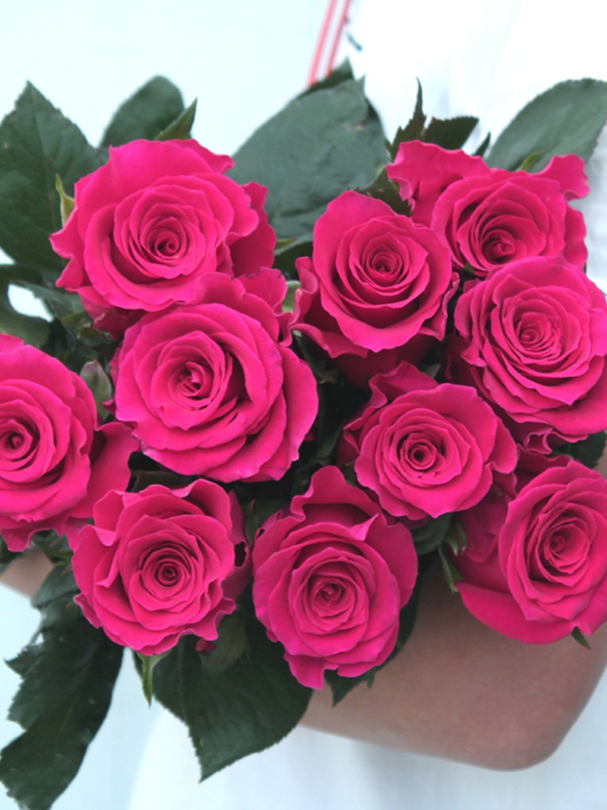 精选a级玫红色玫瑰高盛 弗洛伊德 开放度高 水养鲜花任意两束包邮