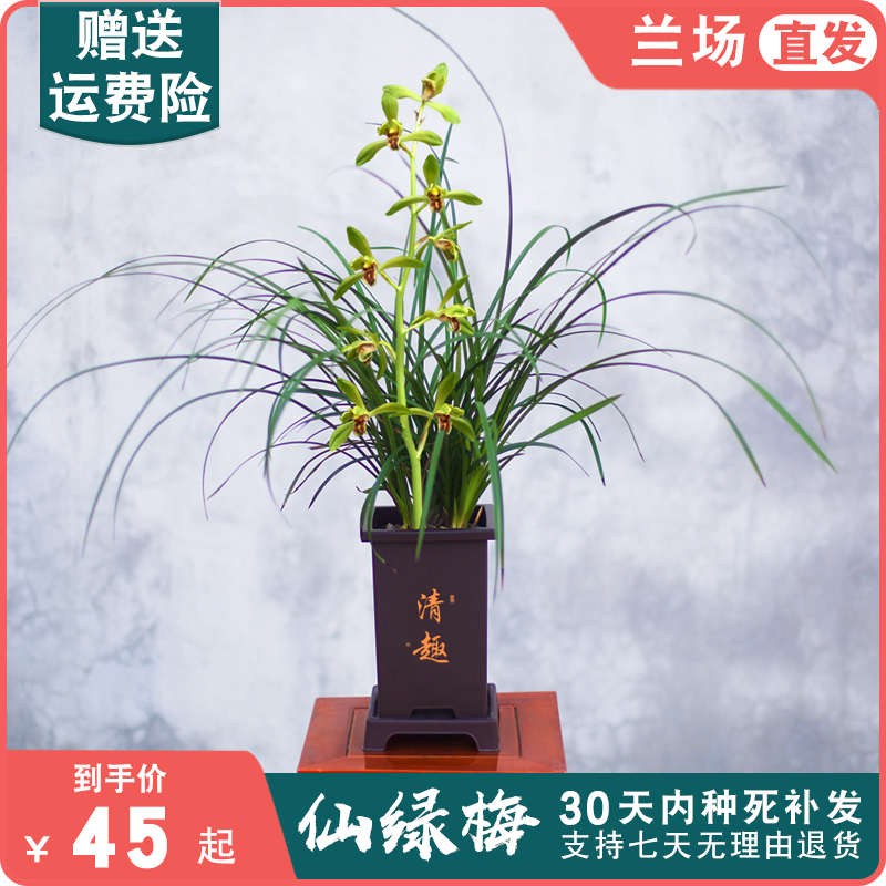 蕙兰仙绿梅兰花苗名贵兰草盆栽国兰花卉植物浓香室内阳台好养