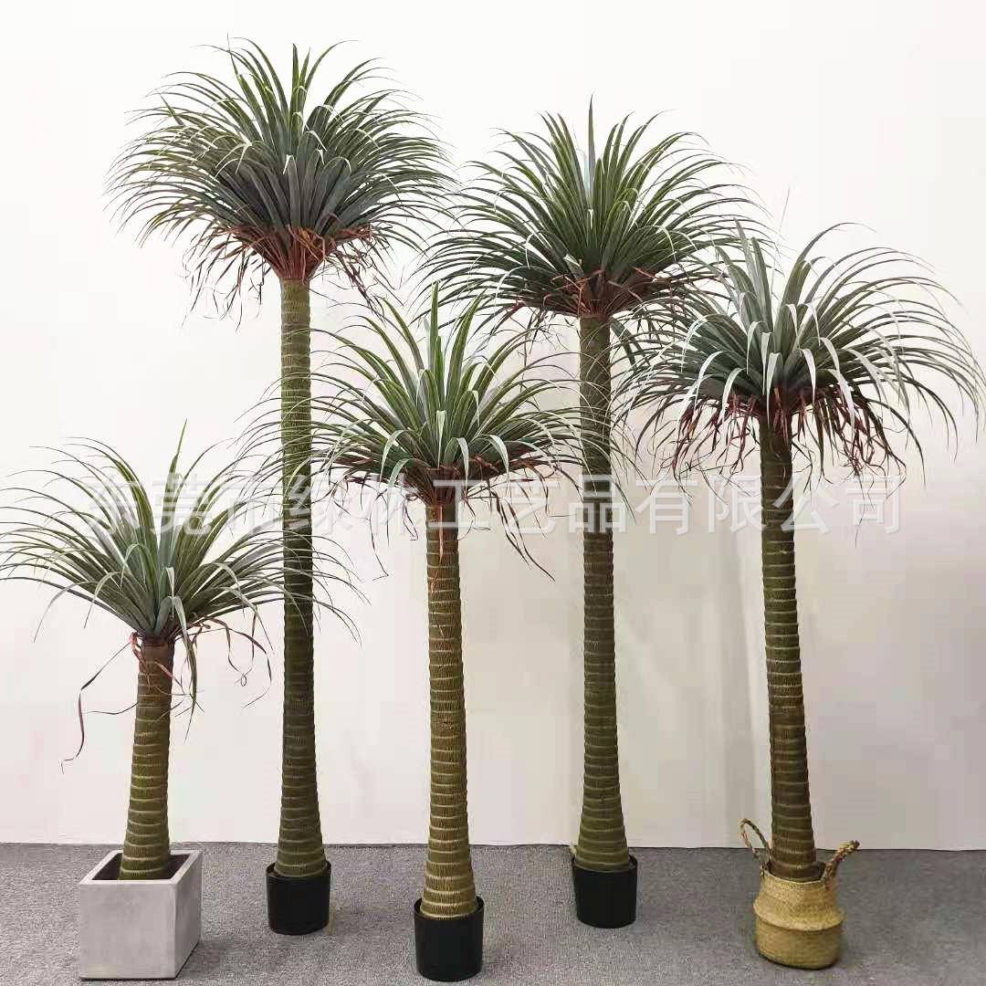 仿千真龙葵树带雨林假植物室外园热造景装饰龙血树年木92838林绿