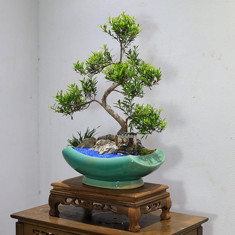 小叶赤楠盆景造桩植物VII室型内客厅桌面绿办公室盆栽好植养老红