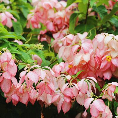 粉叶金花花粉扇盆栽成纸品带花苞阳台园庭院小二梦想花木镜耐晒耐