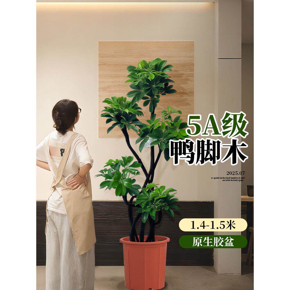 造鸭客脚木厅大盆栽sxy鸭脚鸭掌木鹅掌柴室落地内式大型绿植物型