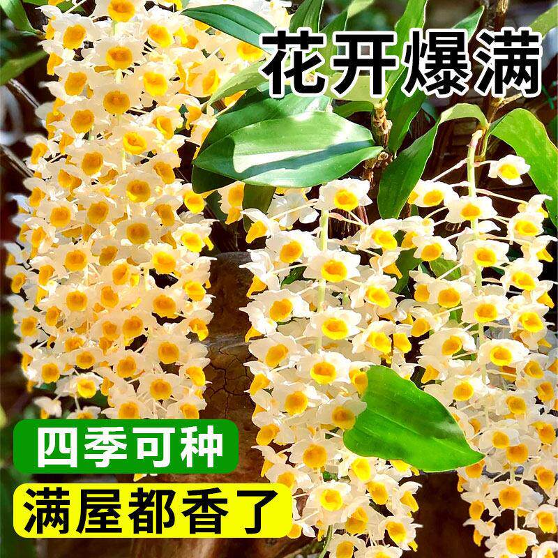 石斛兰盆栽球花石卉斛苗花洋花苗附生兰浩初(鲜花绿植灯笼香超带