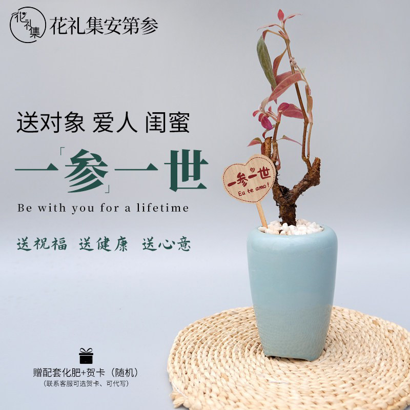 安第参一参一世人参盆栽送闺蜜生日礼物好寓意绿植礼物送男友老公