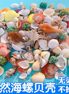 速发手c贝壳幼儿园手工课材料包2相工m白色贝壳打孔造景装饰5框风