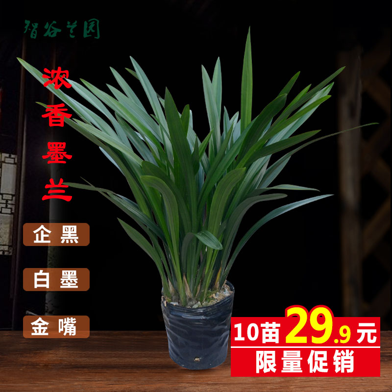 速发浓香盆花盆花墨兰企黑宽叶金边兰园原兰素心白墨客厅台绿植栽