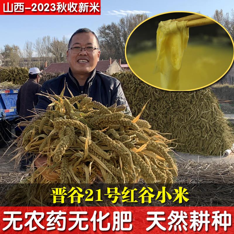 山西晋谷21号2023年新黄小米新米正宗农家石磨食用5斤红谷小米
