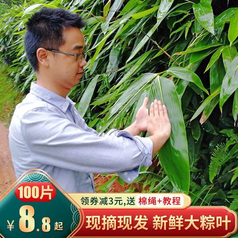 湖南现摘新鲜大号粽叶100片棕叶包粽子叶野生特大箬叶送棉绳教程,粮油调味/速食/干货/烘焙,粽叶,淘宝优惠券,粉丝福利购,淘宝优惠卷