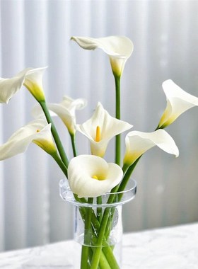 速发马蹄莲节棒直发鲜切花室内水养插花做手南花云日礼物