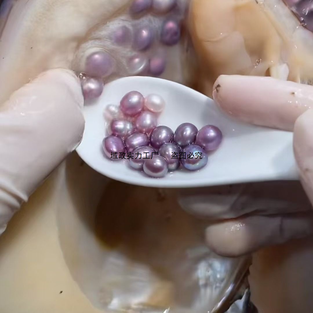 天然淡水多珠蚌活蚌取珍珠DIY活蚌多珠多珠珍珠蚌自己开不规则蚌