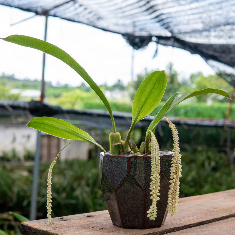 速发匠人花圃宿苞石仙桃石豆兰花盆栽植物吊兰长花箭附生好养耐干