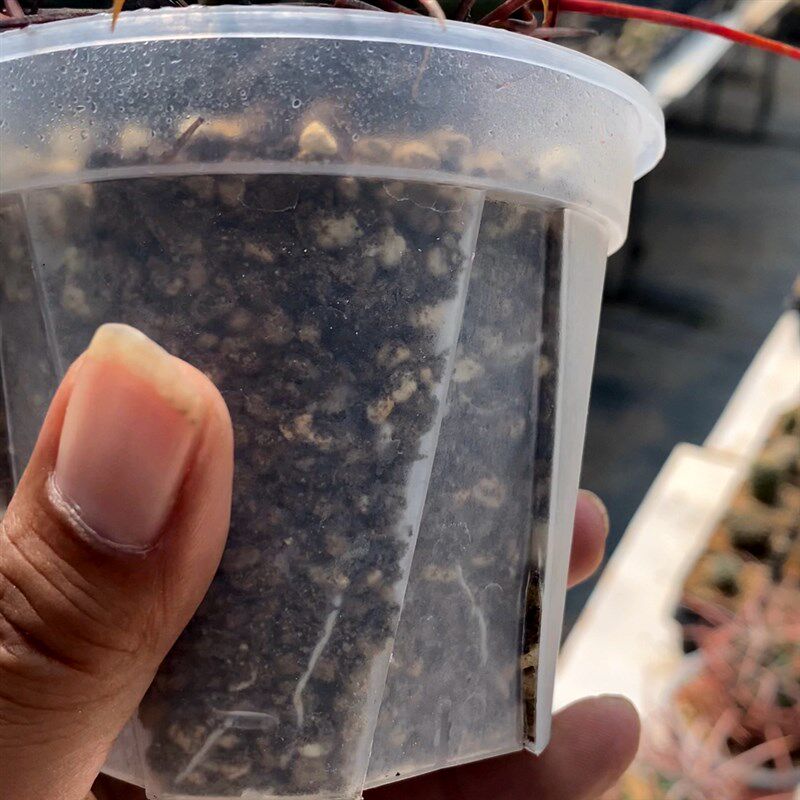 速发速发大龙冠金琥属强刺仙人球原地实生熟桩已发根稀有品种一物