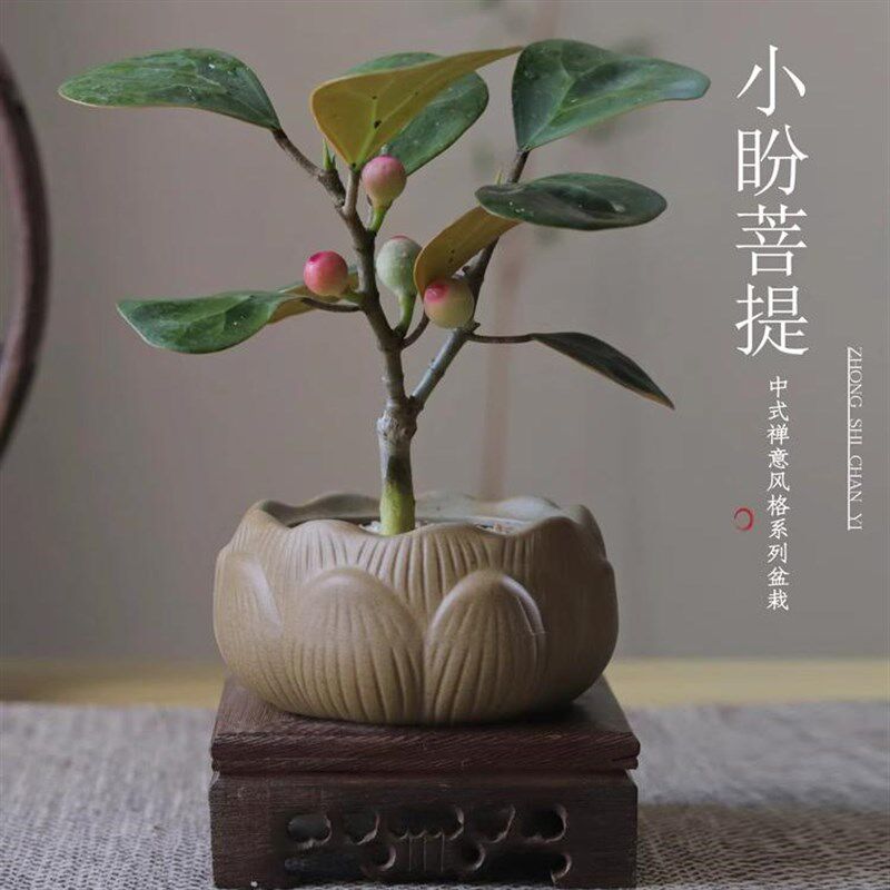 速发小盼菩提树盆栽植物室内禅意盆景办公室桌面好养净化空气观叶