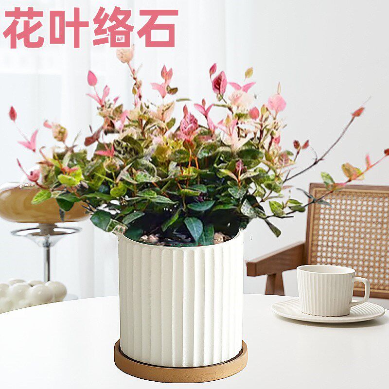 速发花叶络石四季五彩花卉盆栽彩络叶吊篮台爬藤苗绿植庭院植物垂