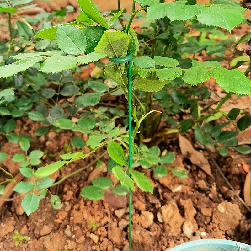速发蝴蝶花架支撑杆兰吊兰花架多肉花支架防倒月季花卉植物花朵支