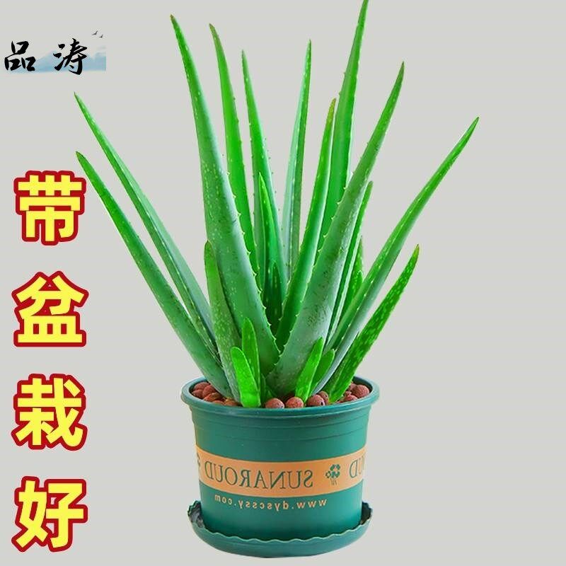 速发芦荟盆栽绿植物除甲醛净化空气补水食用库拉索芦荟苗带盆栽好