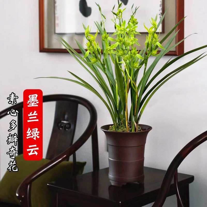 速发墨兰奇花绿云带花苞年宵花卉报岁兰开花浓香室内台好养兰花绿