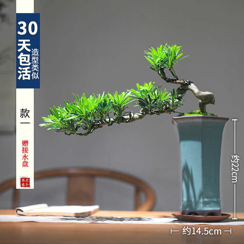 速发盆景悬崖室内老盆景客厅宅摆件真植物桩植造型桌面绿旺罗汉松