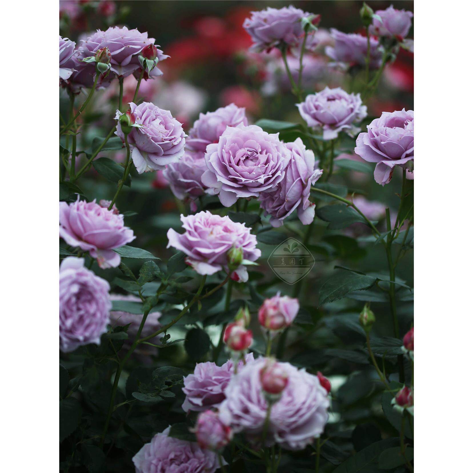 灌木月季中苗诺瓦利斯情书微蓝草地浪漫费加罗夫人老园丁庭院盆栽