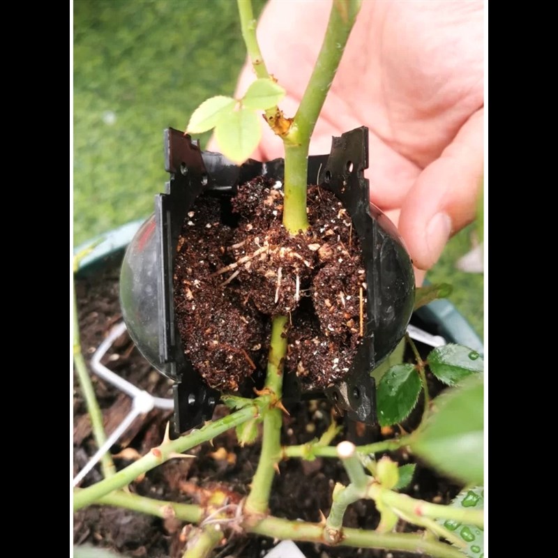 速发植物高压繁殖盒根根器花卉果生嫁接盒控树器高空压条扦插生根