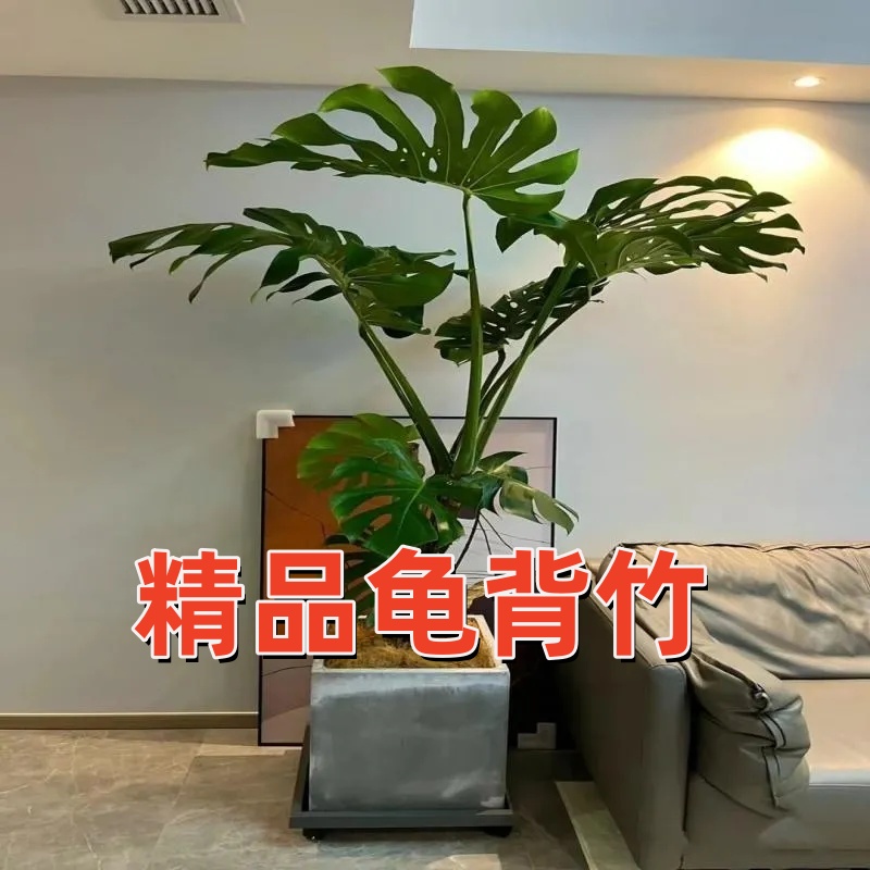 速发花仕美龟背竹大型植栽绿盆常内客厅办公室四季室青大叶水培植