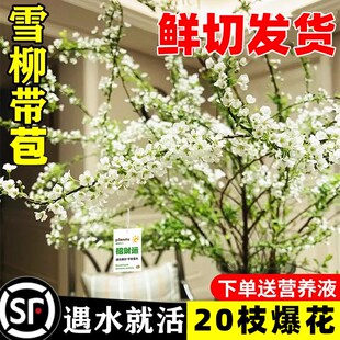 速发重瓣雪柳干枝支植枝水养插花水培好物卉室内盆栽绿植龙柳鲜活