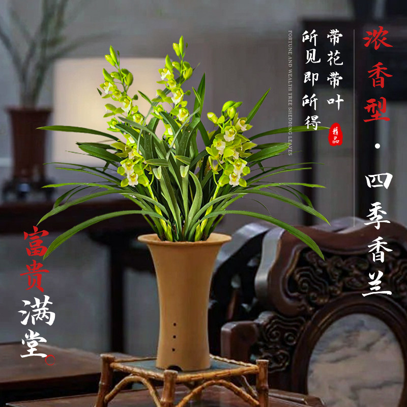速发白玉香兰兰花盆栽带活苞植物室内花卉绿养花四季开好植真花春