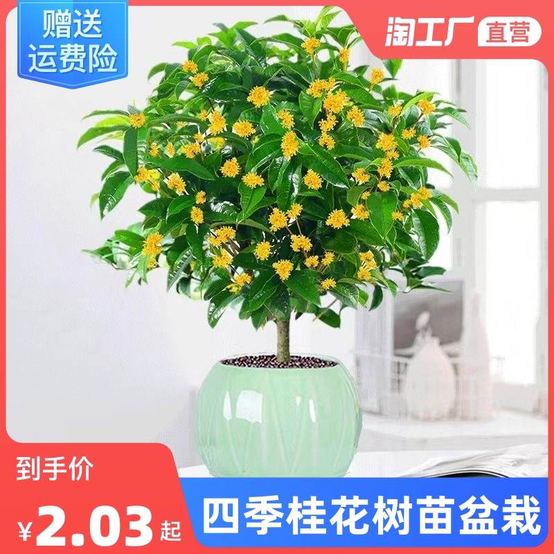 速发桂花四浓桂花卉桂栽八月桂花苗金桂大树地栽开花季香丹盆庭院