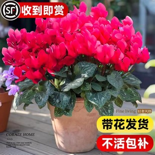 速发仙客来盆栽带花苞季大号花苗室内台冬天耐寒花卉绿植物四特开