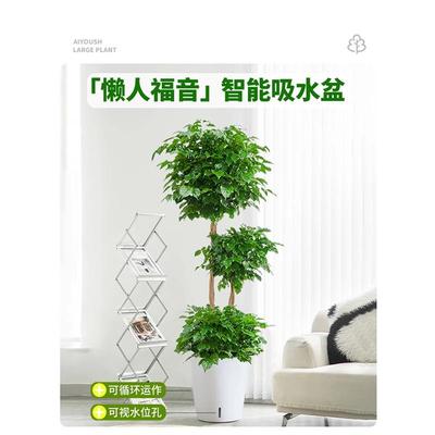幸福室树客厅盆栽大型绿办植公98597室好养盆发财树新景房除甲醛