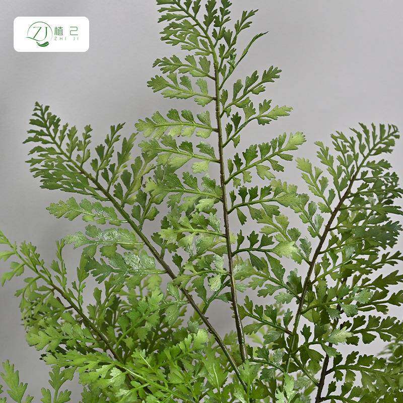 仿真黑工骨芒蕨树家居软造装zj232景商场橱窗程源厂家一件黑头骨