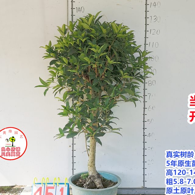 桂花苗正宗结子桂花四季开花味清新自然南方阳台庭院盆栽地栽树苗
