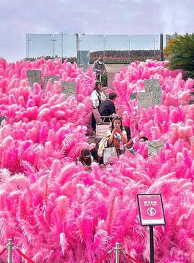 浅竺粉色芦苇干景观束婚庆商场橱花窗饰装红ZL-74268色芦花苇花室