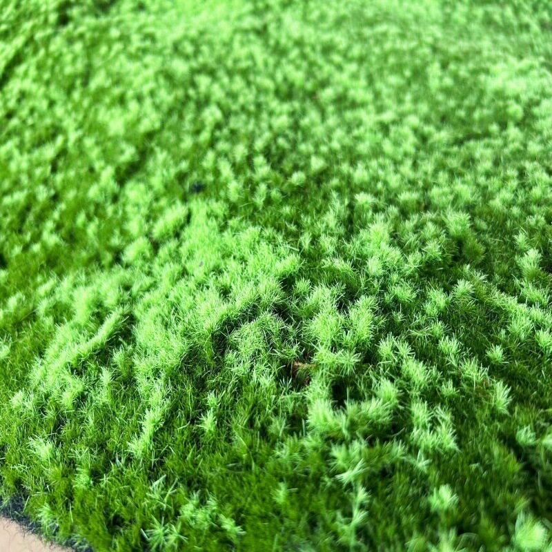 二种颜色仿真苔藓地毯草坪绿植青苔墙园林软装假山沙盘橱窗造景