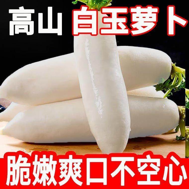 高山白玉萝卜现挖现发新鲜蔬菜水果萝卜当季生吃甜脆农家泡菜自种