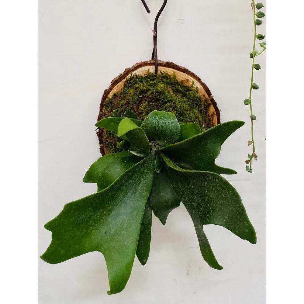 蕨鹿角板植挂板二岐角蕨挂墙绿藓植LGQ鹿苔蕨类植物盆栽水培垂吊