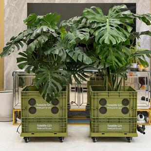 ns大容量可移动28058龟背周转i箱花攀盆爬架网红水苔竹柱绿植花卉