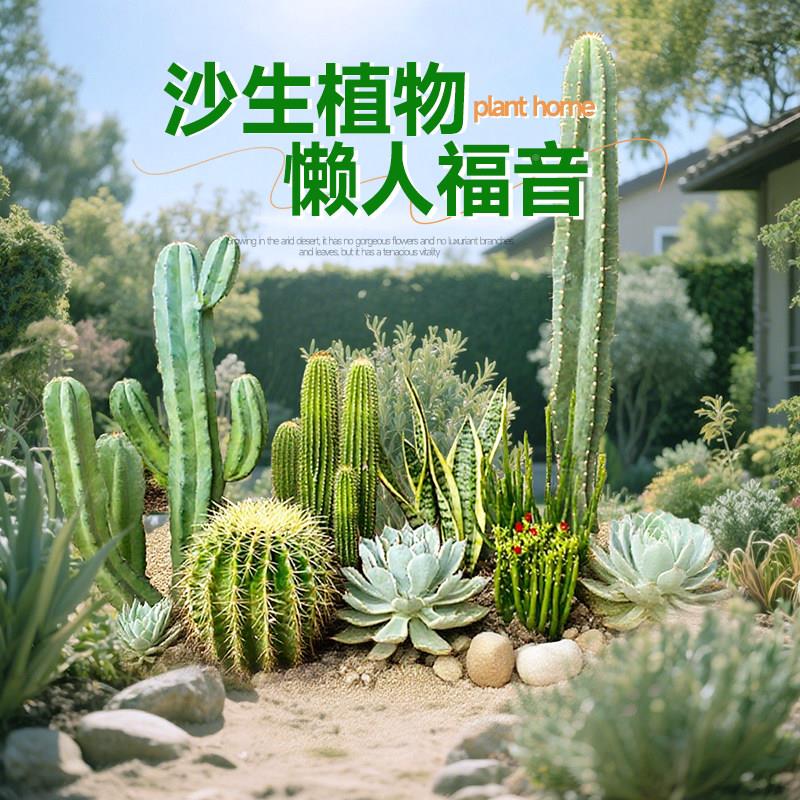 白白色龙霸王树毛柱彩春峰象腿沙生植物柱骨天尺龙卷风龙神木青衣