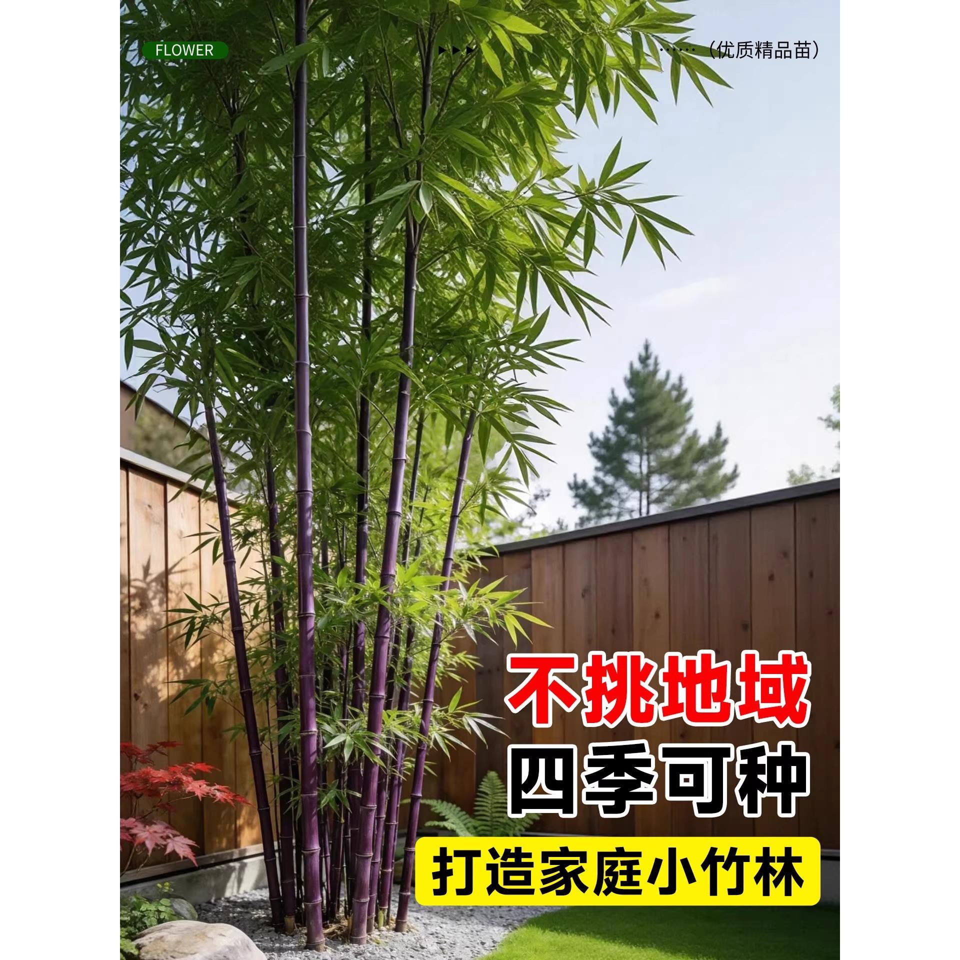 竹子苗庭院植四常青紫竹苗罗汉竹毛季竹北方耐寒盆21321421栽栽竹
